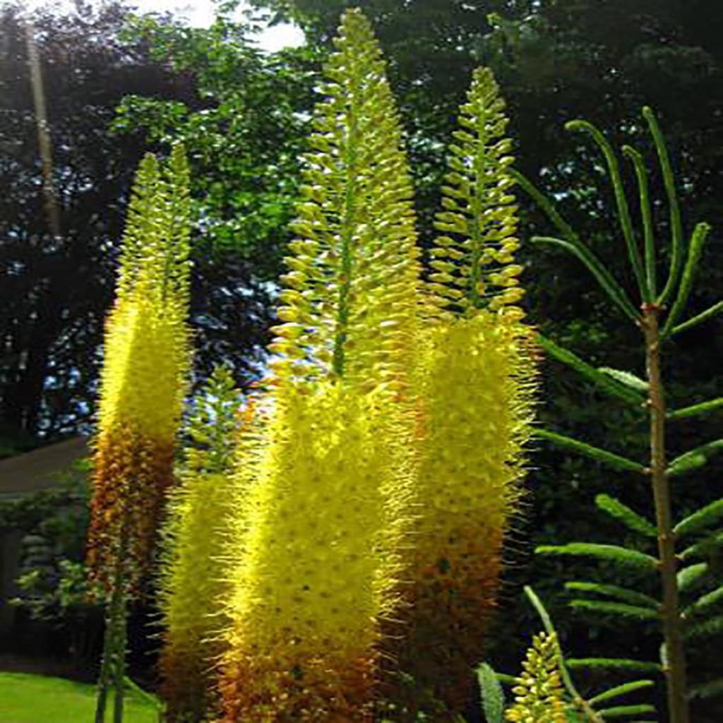 Садовые 100 шт. семена эремуруса лисохвост лилии луковицы выносливые многолетние декоративные растения