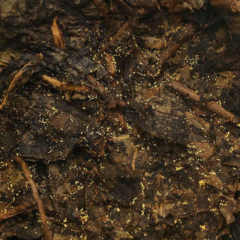 338г Аньхуа Байшаси 1953 Фуча Хунань Аньхуа Черный чай Золотой цветок Темный чай