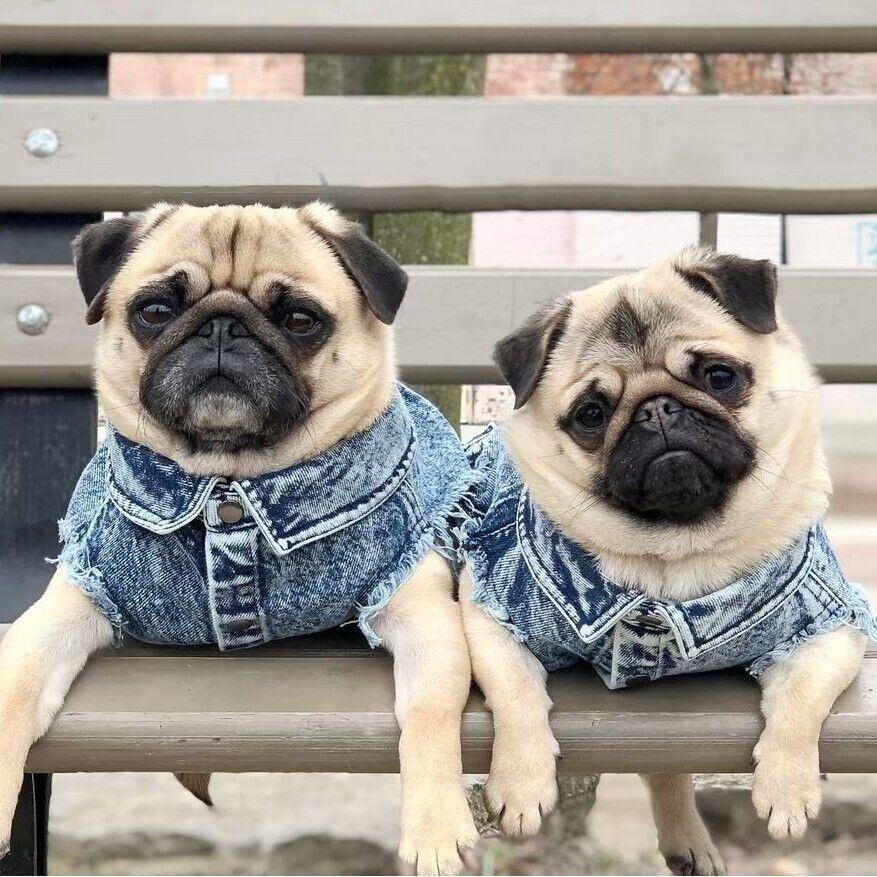 Pet Dog Jeans Jacket Denim Coat Hole Cat Puppy Bulldog Spring/Autumn Vest