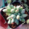 Succulent Fuku Musume Multi-headed Green Plant for Indoor Office or Balcony Decor