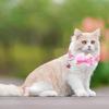 6-piece Cat Collar With Bow And Bow, 19-32cm, 6 Colors