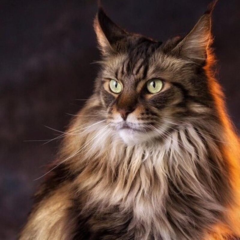 DIY кошка 5D алмазная живопись полная круглая дрель животное Алмазная вышивка мозаика вышивка крестом смола стены книги по искусству домашний декор подарок