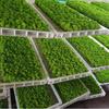 D5 Preserved Decorative Moss Natural For Home Decorations Model Making Fake Moss Background Wall Immortal Simulated Green Plants