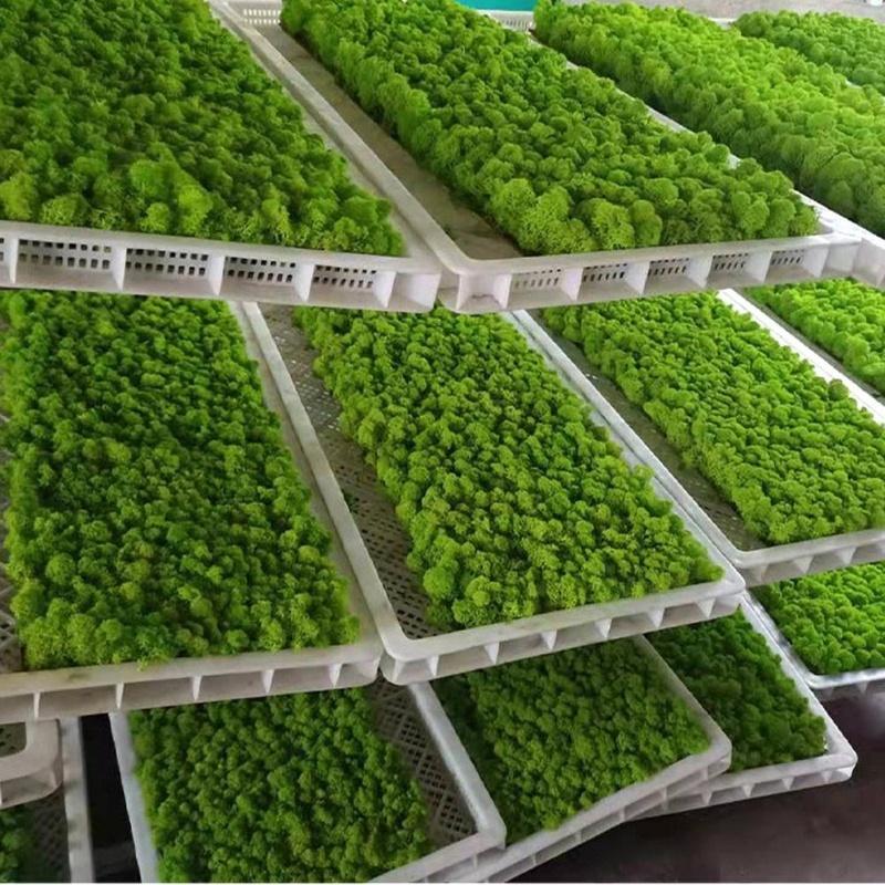 D5 Preserved Decorative Moss Natural For Home Decorations Model Making Fake Moss Background Wall Immortal Simulated Green Plants