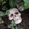 Realistic Life Size Skull Figure Human Skull Ornament Halloween Decor Resin Horror Statue Waterproof Home Office Yard Decoration