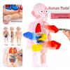 Kids' DIY Human Organ Model Educational Toy for Science Learning