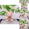 Soft And Cuddly Teddy Bear Plush Keychain Perfect For Cute Bag Decoration And Collectible