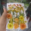 Dried Flower Embossing Material Package, Face Decoration, Eye Corner Photo, Petal Diy Glue Frame, Plant Specimen