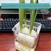 Acrylic Hydroponic Pot with Planting Basket