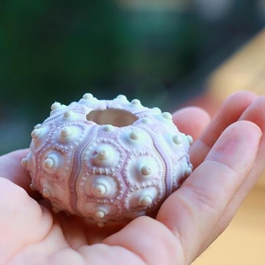 Воздушные растения, морской еж, настольный держатель для тилландсии, миниатюрные садовые украшения