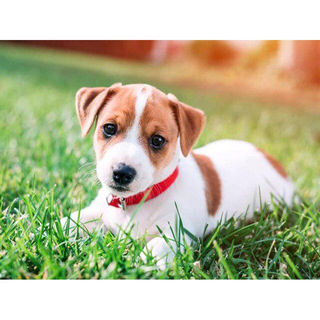 DIY 5D Алмазная картина Собака Милый питомец Вышивка крестом Алмазная вышивка Животное Мозаика Полный дрель Круглый