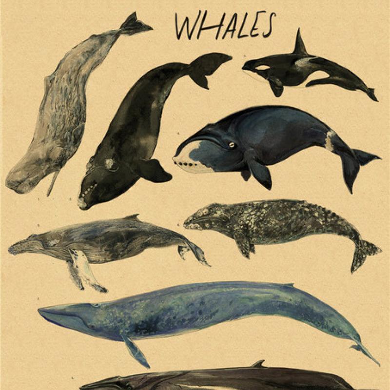 Плакат с принтом кита, винтажный домашний декор для спальни, фреска