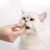 Natural Cat Grass Wheatgrass Chewing Snacks Keep Your Cat Active and Happy Promote Dental Care Wheatgrass for Kitten