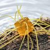 5 Pieces Soft Sea Urchin Lure with Multiple Tentacles Dice Lure Lifelike Sea Urchin for Saltwater Fresh Water River Stream