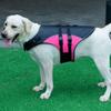 Adjustable Pet Safety Vest Enhanced Buoyancy Dog Swimming Suit  Outdoor Activities