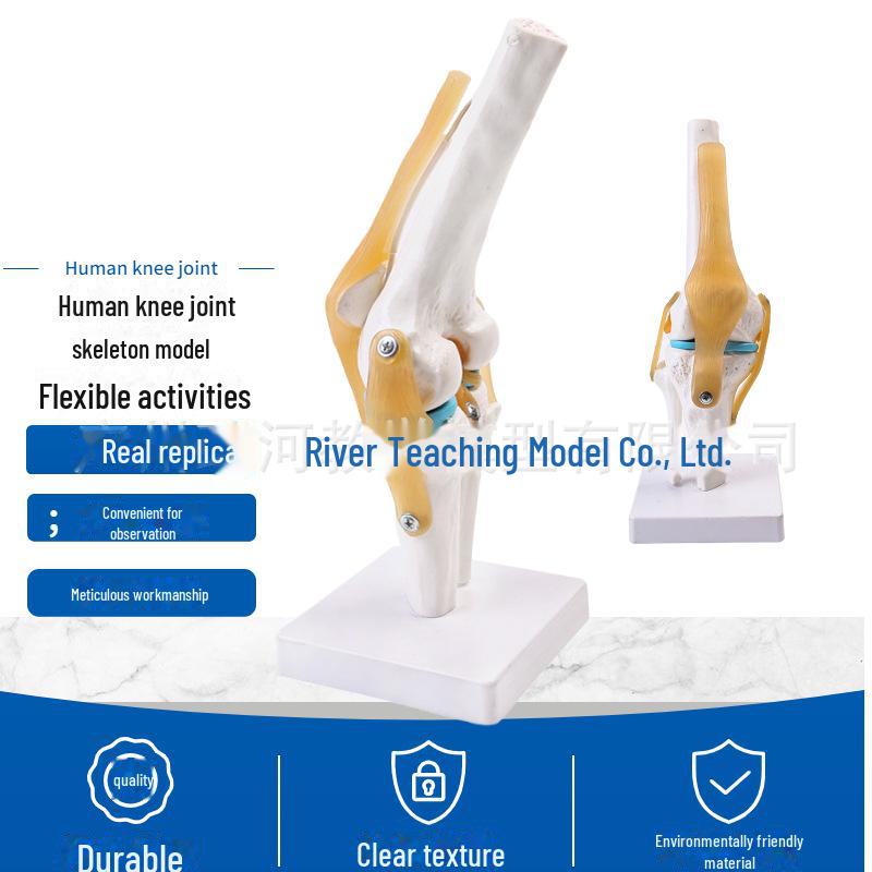 Набор моделей натуральных человеческих суставов: Колено, Плечо, Локоть, Рука, Стопа, Бедро