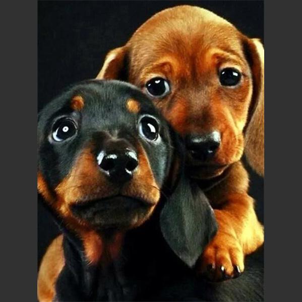 5D DIY Алмазная картина Милая маленькая черная собака Алмазная вышивка Набор для вышивки крестом Полный горный хрусталь Мозаика Домашний декор