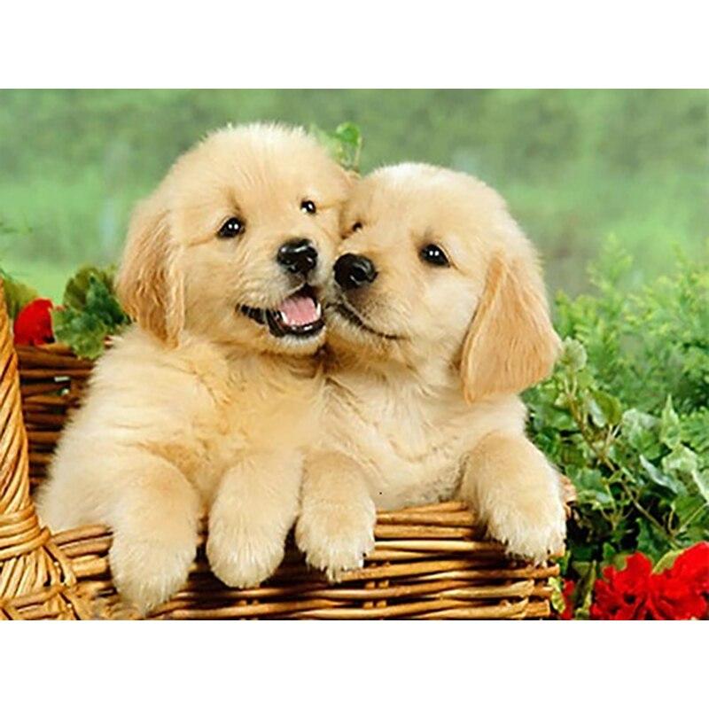 Новый 5D DIY алмазная живопись собака Алмазная вышивка животное вышивка крестиком полная квадратная круглая дрель ремесла домашний декор ручной художественный подарок