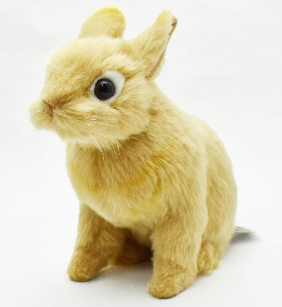 BH7022 HANSA Netherland Dwarf 21