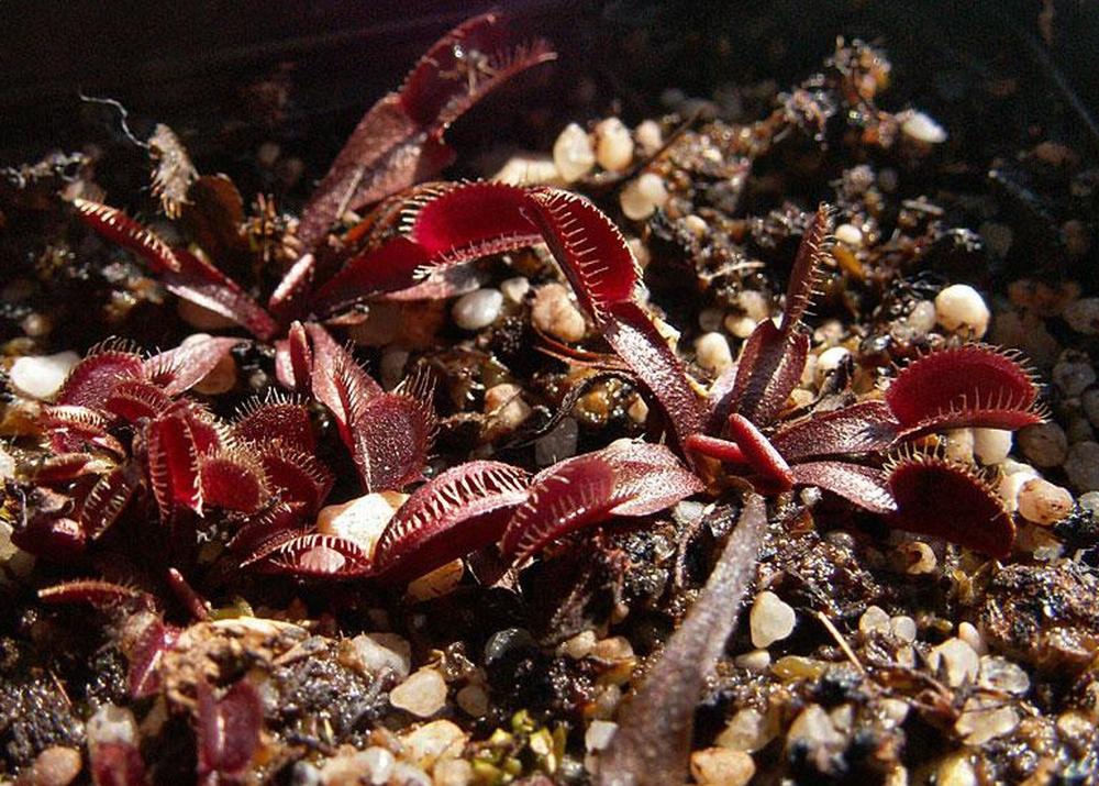 SAFLAX Венерина мухоловка - 10 семян - С горшечным субстратом для лучшего выращивания - Dionaea muscipula