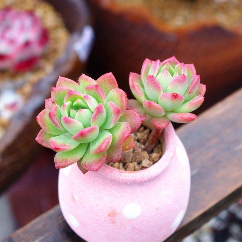 Marcus Mini Multi-Head Succulent Plant Arrangement