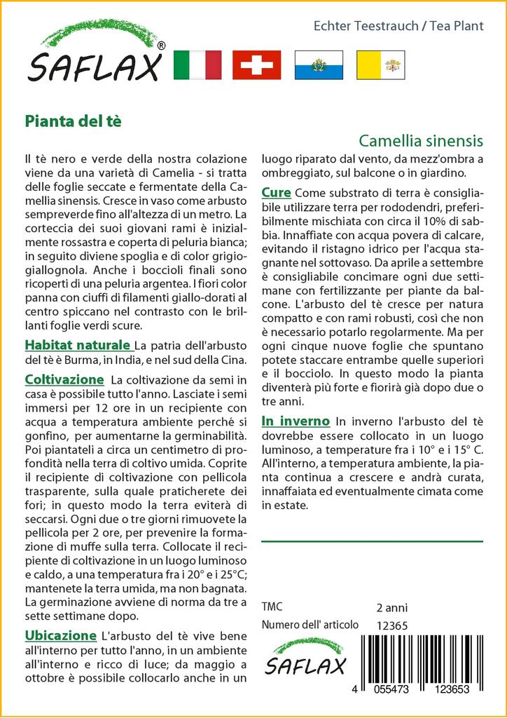 SAFLAX Чайное растение - 6 семян - С горшечным субстратом для лучшего выращивания - Camellia sinensis