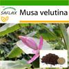 Pink Velvet Banana - 8 Seeds - With Potting Substrate for Better Cultivation - Musa Velutina