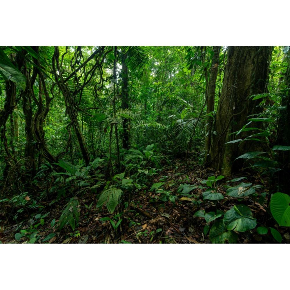 Spring Forest Backdrop Tropical Jungle Rainforest Backdrops for Photography Camping Adventure Birthday Background Photo Studio