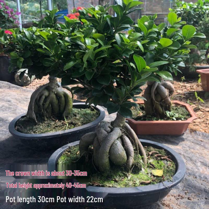 Ficus Microcarpa Bonsai: Evergreen Small-Leaf Zen Indoor Plant