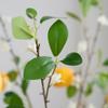Decoration Restaurant Photography Props Lemon Fruit Artificial Flower Lemon Branch Green Plants