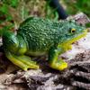Mini Frog Resin Ornament for Home and Garden Backyard Outdoor Decoration - Green