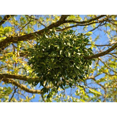 Сбор трав, Индже, Канвондо, натуральная омела, дикий дуб, польза омелы, чай из омелы, дубовая омела, 1 кг, 1 шт.