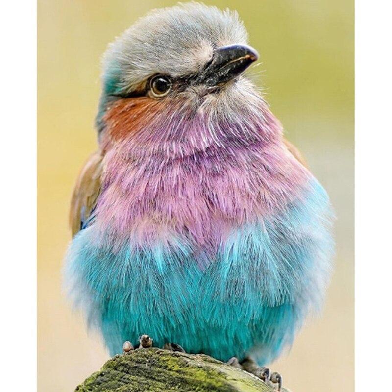 5D алмазная живопись кошка тигр полная круглая мозаика из смолы Алмазная вышивка животные изображение стразы мозаика домашний декор