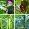 Garden Trellis Net Plant Support Netting for Climbing Plant Outdoor Flexible String Net for Bean Peas Vegetables Tomato