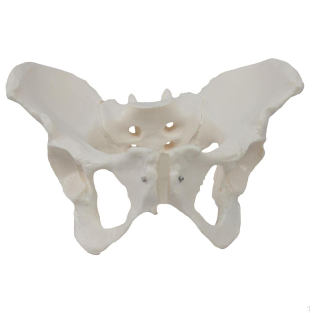 Female Pelvis Model Skeleton Medical Teaching Learning Display Portable Practical
