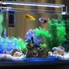 Декор аквариума Reptile Retreat для рыбок Betta