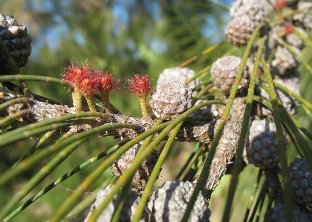 SAFLAX Хвощ полевой - 200 семян - Casuarina equisetifolia