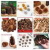 Американские сосновые шишки Сухоцветы для DIY декора, 1-15 см Сосна Ель Лиственница