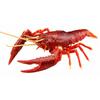 Free Research Series No. 24 Living Creatures Edition American Crayfish (Red) Plastic Model