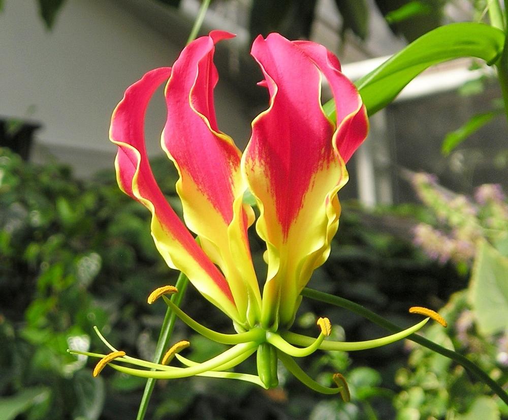 SAFLAX Лилия африканская вьющаяся - 15 семян - Gloriosa rothschildiana