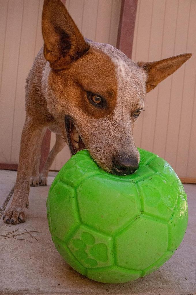 Jolly Pets Dog Jolly Soccer Ball Toy Игрушка для собак Игрушка для домашних животных дюймы (Веселые питомцы) (6 (15,2 см)) (Зеленое яблоко)