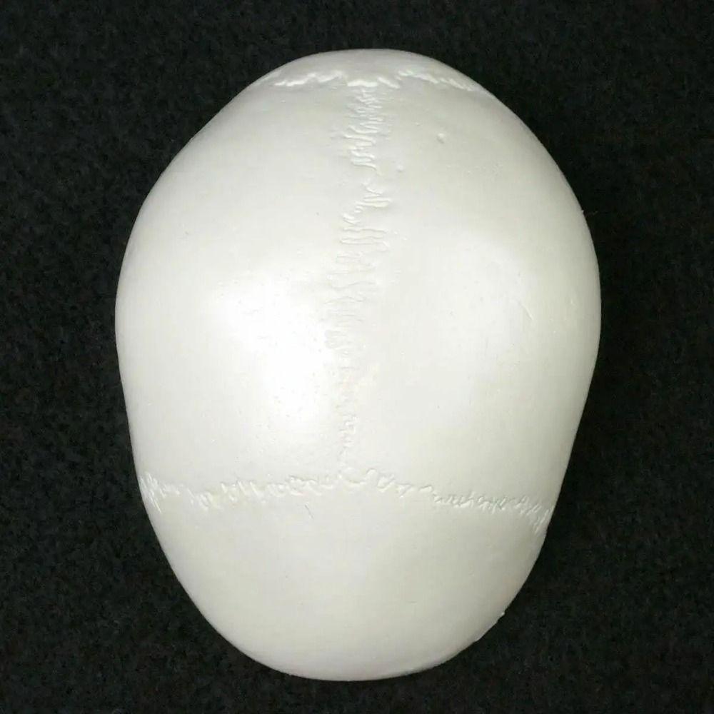 Skull Cap Human Head Model Removable Anatomical Head Skull Fine Arts Skull Model  School Supplies
