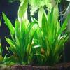 Plastic Manmade Water Plant Grass Green 15Cm Height For Aquarium