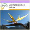 Желтая Strelitzia Mandela's Gold - 4 семени - Strelitzia reginae Yellow