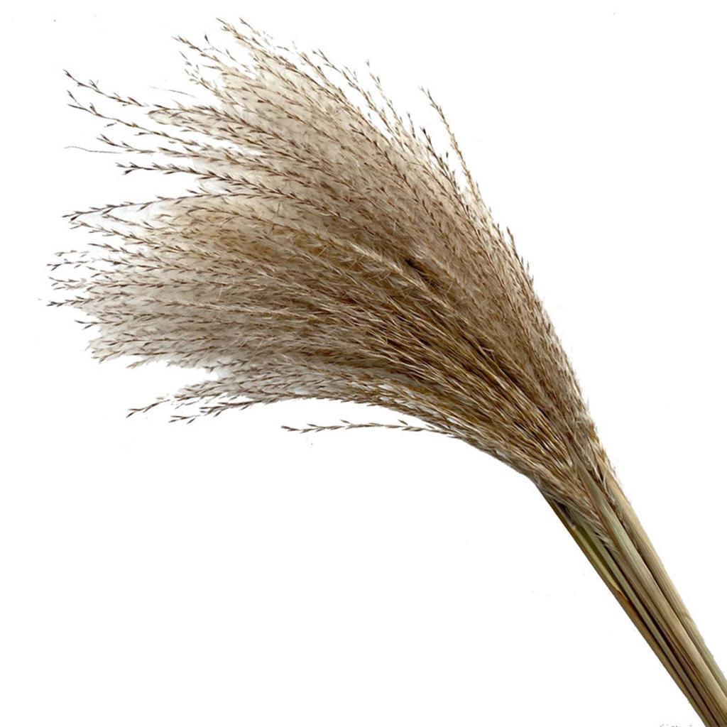 Natural Dried Grass, Flower Arrangements Room Decor Flower Bunch for Festival Living Room Table Decoration Centerpiece