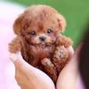 Simulation Plush Robot Dog Stuffed Animals Walking Dog Toy Lovely Realistic Robotic Puppy  Baby Toy