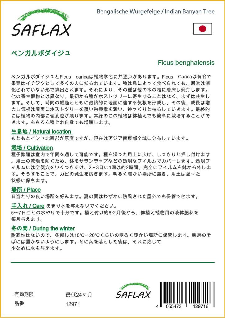 SAFLAX Индийский баньян - 20 семян - Ficus benghalensis