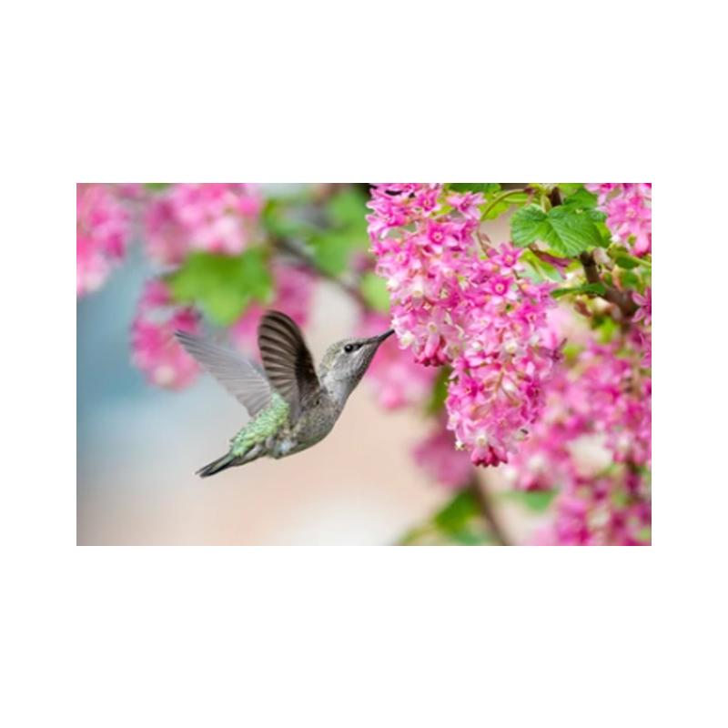 Плакаты и принты с колибри, картина на холсте, птицы, животные, куадрос, настенные художественные картины для гостиной, современный домашний декор, без рамки