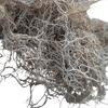 Gray Lichen 25