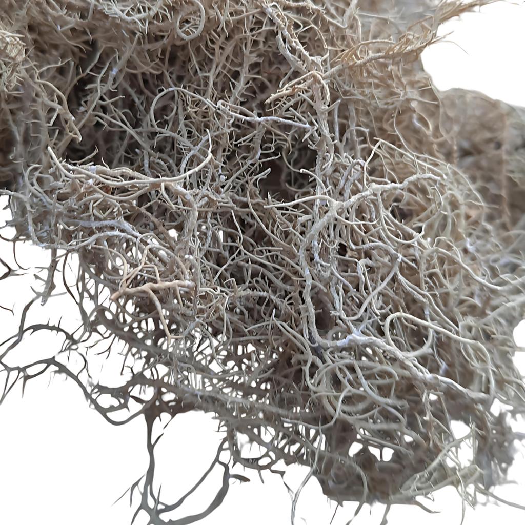 Gray Lichen 25